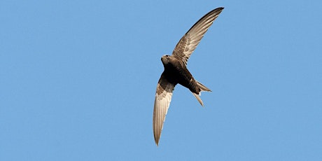 Holyhead Swift Walk for Swift Awareness Week