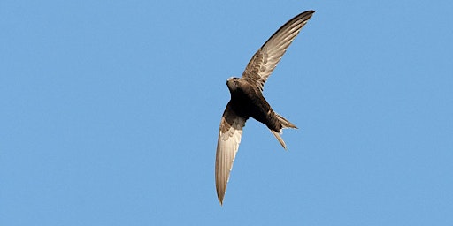 Hauptbild für Holyhead Swift Walk for Swift Awareness Week