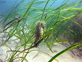 Primaire afbeelding van Local Volunteers Event: Seagrass Conservation &  Restoration in the Solent