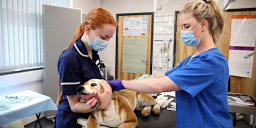Veterinary Nursing Networking Event primary image