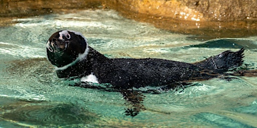 Primaire afbeelding van FALCONERS April 2024 Potter Park Zoo