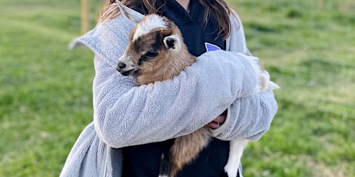 Primaire afbeelding van The Franciscan School- Goat Visit