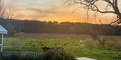 Sunset Baby Goat Snuggles primary image