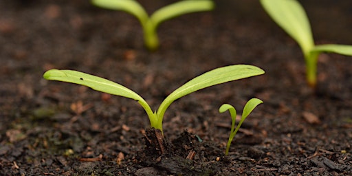 Hauptbild für Grow your own plants
