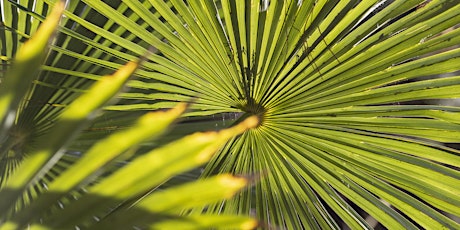 Guided Tree Tour of The Italian Garden