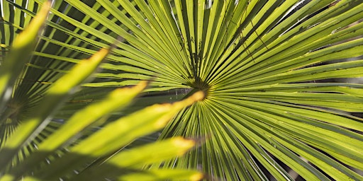 Image principale de Guided Tree Tour of The Italian Garden