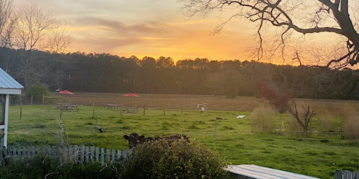 Sunset Baby Goat Snuggles primary image