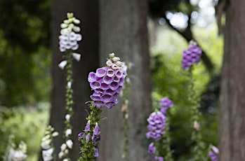 Guided Tour of The Italian Garden