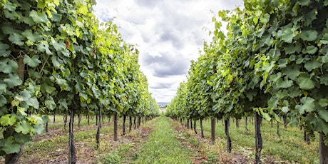 Imagem principal de Prova Comentada - O que realmente sabes sobre os Vinhos Verdes?