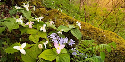 Nature Walk at Tourne Park Wildflower Trail primary image