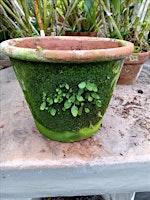 Mossy Pots primary image