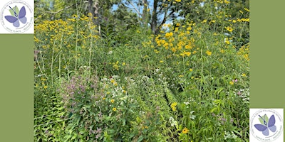 MAKE A POLLINATOR PARADISE IN YOUR YARD! primary image