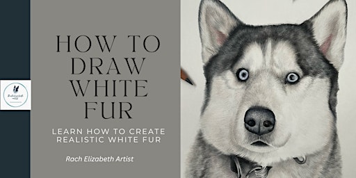 Coloured pencils for beginners-drawing white fur  primärbild