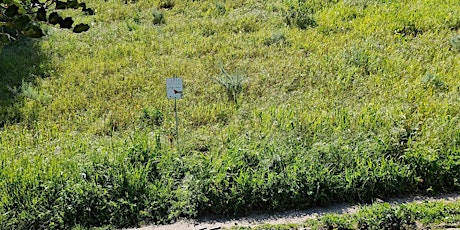 Weed abatement at Peck Park restoration site