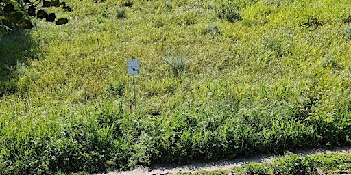 Primaire afbeelding van Weed abatement at Peck Park restoration site