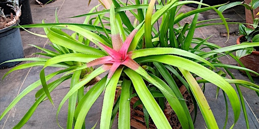 Hauptbild für The Perfect Houseplant: Bromeliad Neoregelia