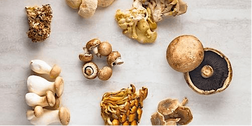 Learn @ Lunch: Mushroom Madness  primärbild