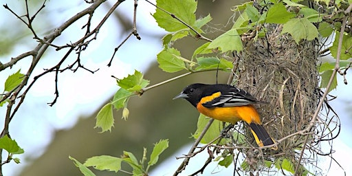 Primaire afbeelding van Monitoring the Migration: Bird Watching and Identification