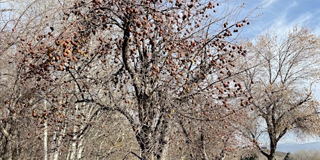 Wasatch Back Fruit Tree Project Orientation Meeting Wasatch County