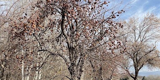 Image principale de Wasatch Back Fruit Tree Project Orientation Meeting Wasatch County