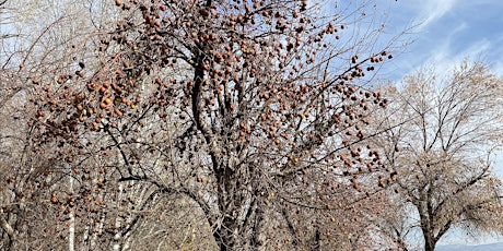 Wasatch Back Fruit Tree Project Orientation Meeting Summit County