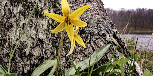 Primaire afbeelding van Woodland Wildflower Walk