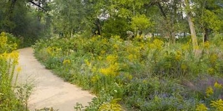 Art in the AM: A Nature Walk at the Houston Arboretum