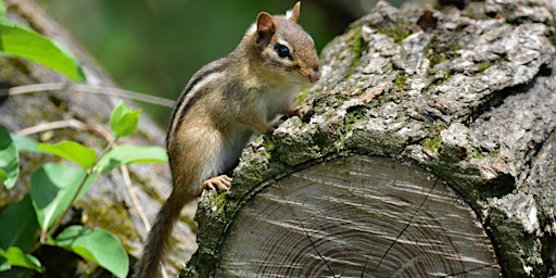 Imagem principal do evento Forest Bathing at Penn Forest Natural Burial Park