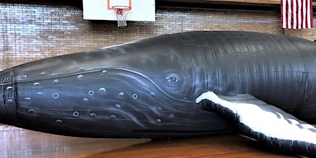 Meet "Nile"... the Giant Inflatable Whale!