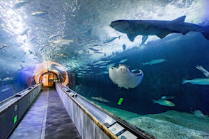 Imagem principal do evento Yoga Under the Sea    |    Aquarium of the Bay