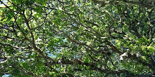 Hauptbild für Nature play week - Exploring Nature with Little ones