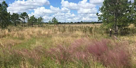 Invasive Plant Field Workshop: Homeland Native Grass Restoration  primärbild