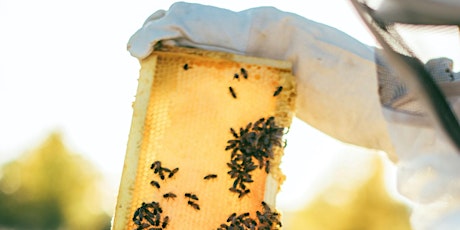 Thoughtful Beekeeping, Certified Intro to Beekeeping (Hands On) Course. primary image