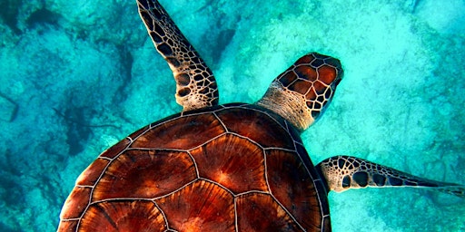 Imagen principal de TOORMINA Guardians of the Sea: Turtles Workshop (8-14yrs)