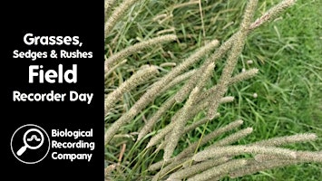 Primaire afbeelding van Grasses, Sedges & Rushes Field Recorder Day