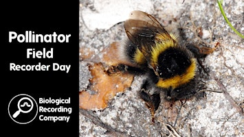 Primaire afbeelding van Pollinator Field Recorder Day
