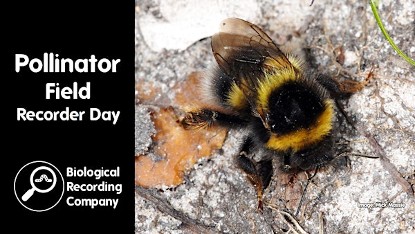 Pollinator Field Recorder Day