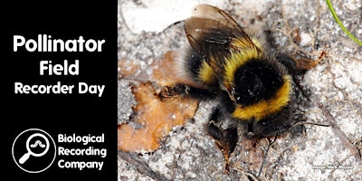 Hauptbild für Pollinator Field Recorder Day
