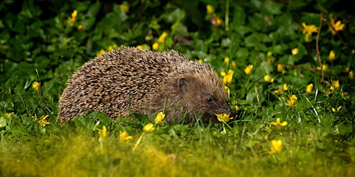 Hedgehog Surveys at Clandon Wood Natural Burial Ground and Nature Reserve primary image