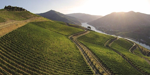 Image principale de Wine Tasting - Esporão – Portuguese Wines Made at Nature’s Pace
