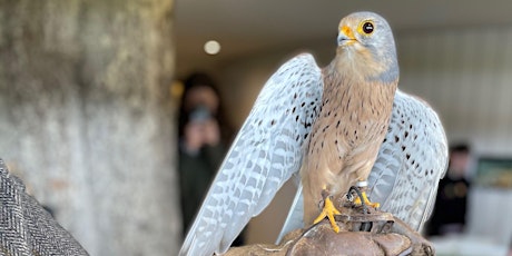 Terrific Talons - Love Nature Festival - Session 1