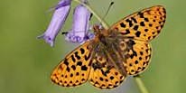 Image principale de Butterfly Walk on Ewyas Harold Common
