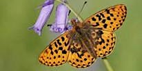 Imagem principal de Butterfly Walk on Ewyas Harold Common