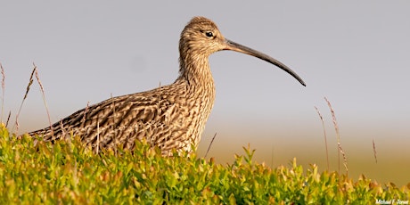 Wildlife Photography Talk with Michael Forster Jones