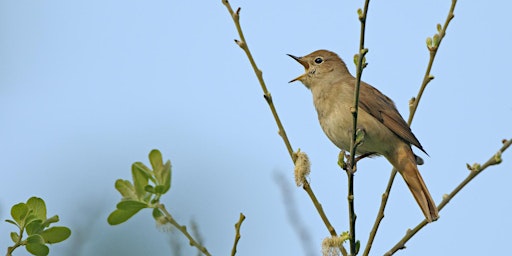 Hauptbild für Nightingale Training