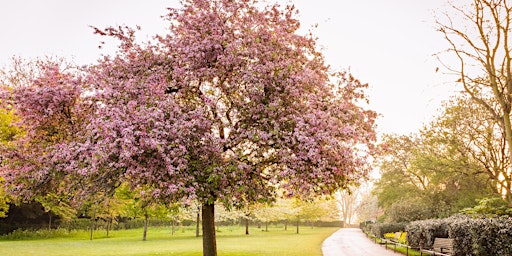 Hauptbild für forum+ Spring Walk