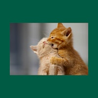 April Kitten Meditation to Benefit the AWLA primary image