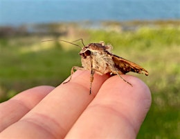 Hauptbild für Join our nature walk on the Comber Greenway, Citizen Science at Billy Neill