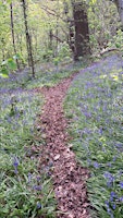 Imagen principal de Bluebell Walk Rivacre Valley Country Park , Ellesmere Port