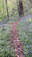 Bluebell Walk Rivacre Valley Country Park , Ellesmere Port primary image